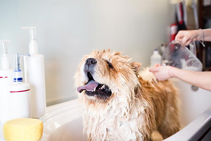 Some tools to use for grooming dog