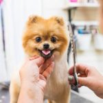 Perform grooming by using the grooming table at mobile groomers Miami.
