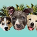 Get to know all about the dog with the best dog dna kit