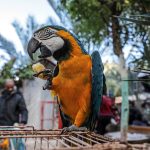 Is the Parrot Diet You Are Feeding Your Pet Parrot Slowly Killing Him?