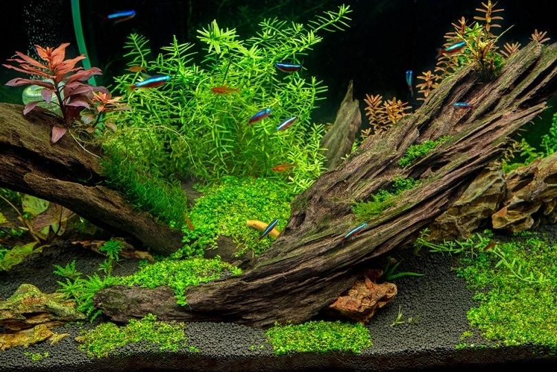 aquarium wood