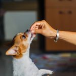 In Search Of CBD Dog Treats? The First Step Is To Know About It