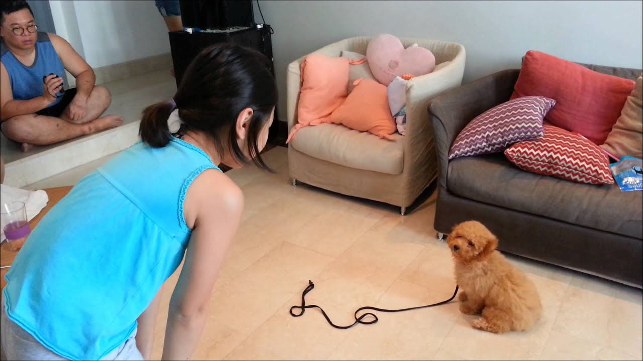 puppy potty training singapore