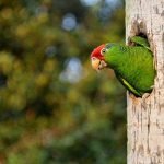 Features That Make Amazon Rainforest a Unique Place