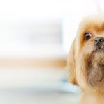 What are all the tools that you can use for grooming your dog?