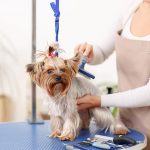 Reasons to choose mobile pet grooming services in Fort Lauderdale