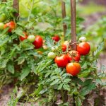 Beginner tips for successful tomato gardening