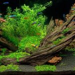 What Type of Aquarium Wood is Right for You