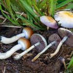 Discover Local Delights: Shroom Edibles Near Me and Where to Buy Magic Mushroom Edibles